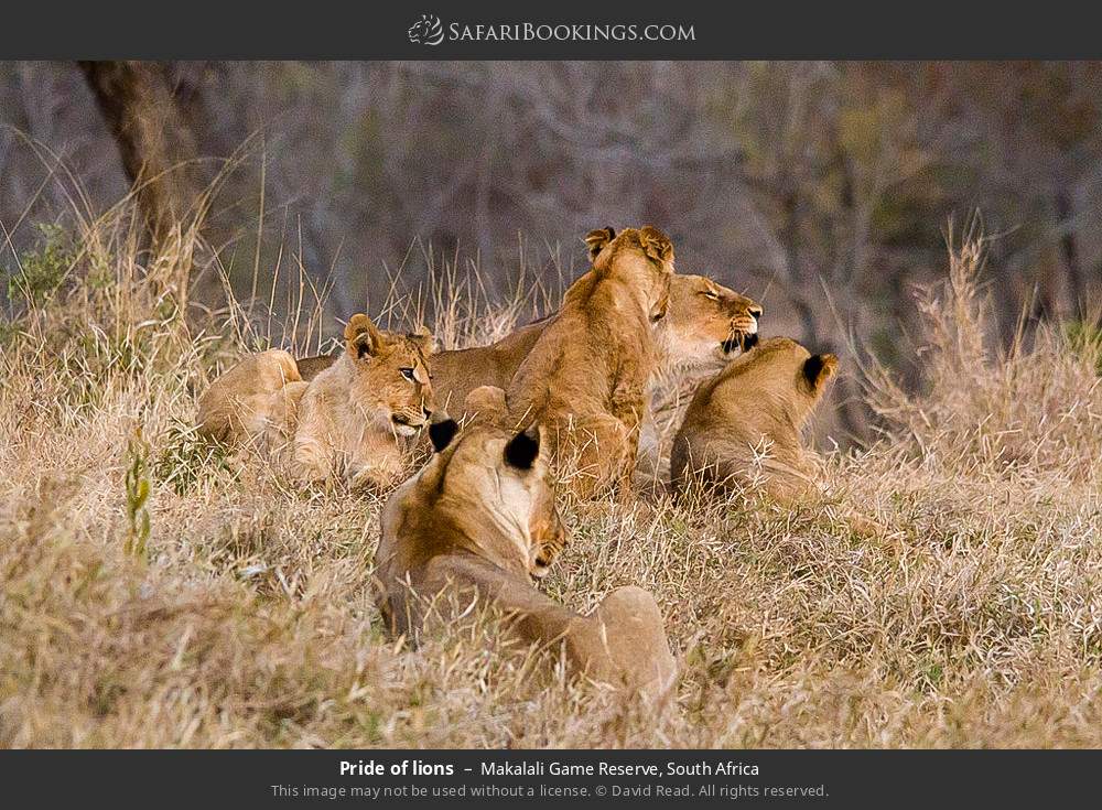 Pride of lions in Greater Makalali Private Game Reserve, South Africa