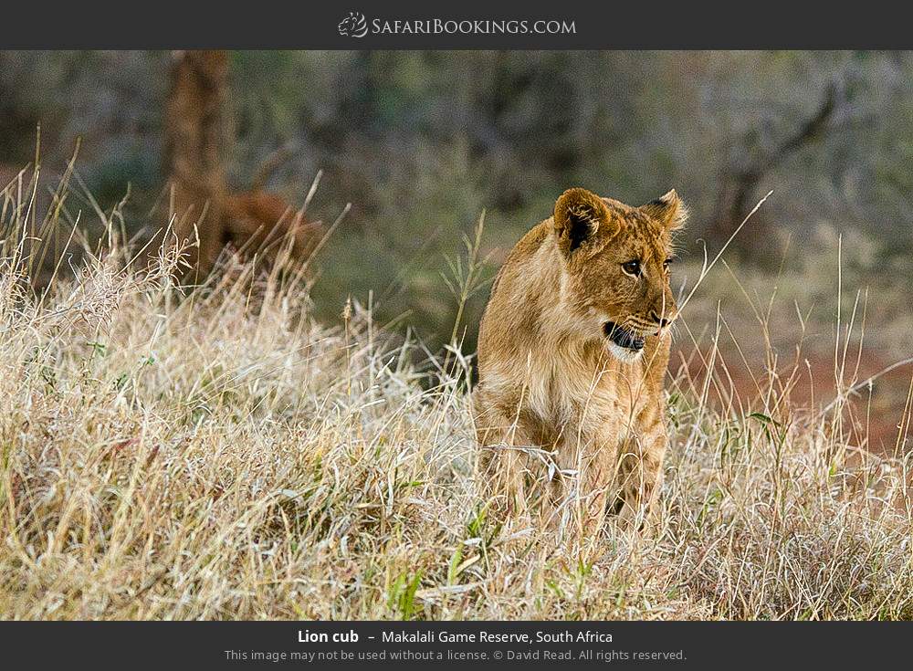 Lion cub in Greater Makalali Private Game Reserve, South Africa