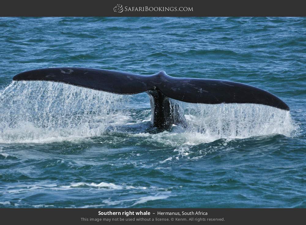 Southern right whale in Hermanus, South Africa