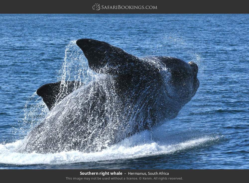 Southern right whale in Hermanus, South Africa