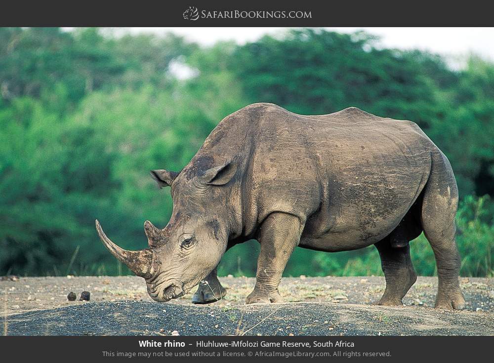 White rhino in Hluhluwe-iMfolozi Game Reserve, South Africa