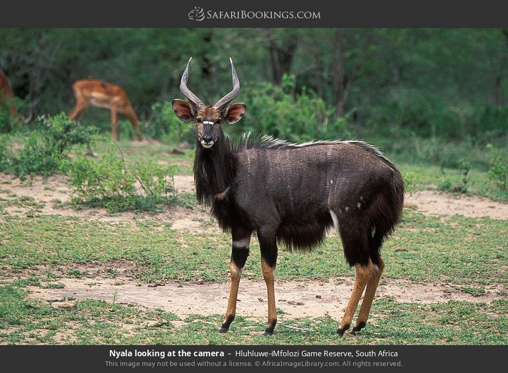 Nyala looking at the camera in Hluhluwe-iMfolozi Game Reserve, South Africa