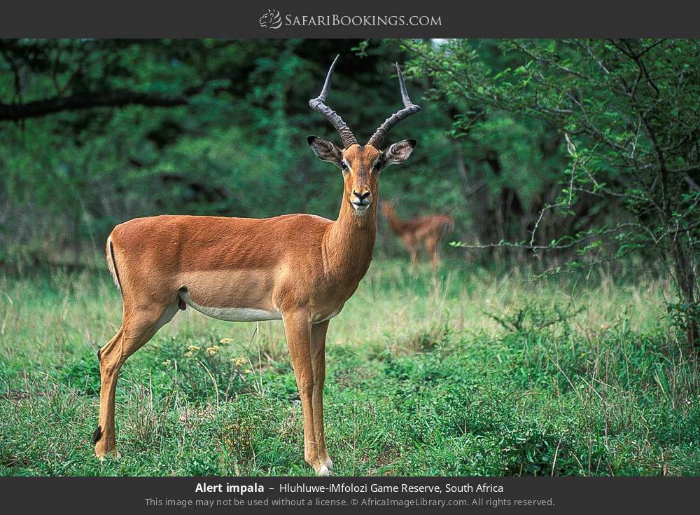 Alert impala in Hluhluwe-Umfolozi Game Reserve, South Africa