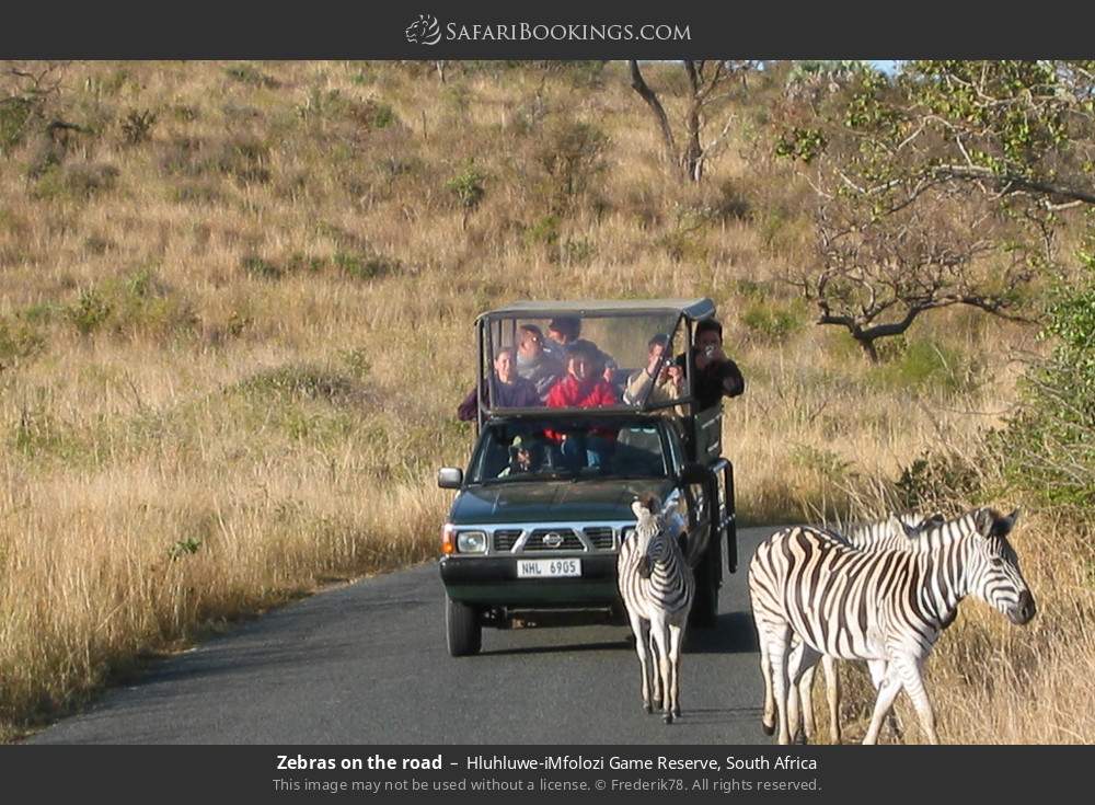Zebras on the road in Hluhluwe-Umfolozi Game Reserve, South Africa