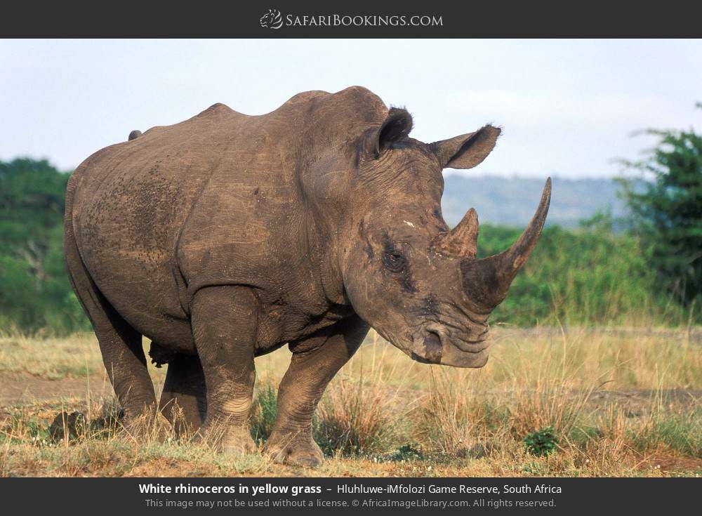 White rhinoceros in yellow grass in Hluhluwe-iMfolozi Game Reserve, South Africa