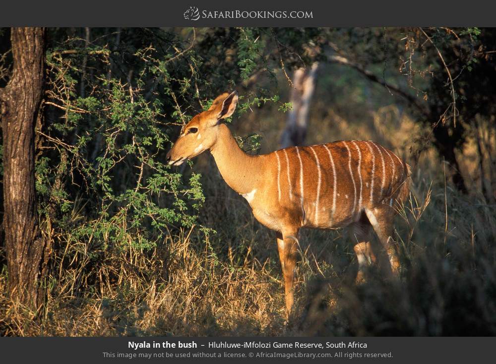 Nyala in the bush in Hluhluwe-iMfolozi Game Reserve, South Africa