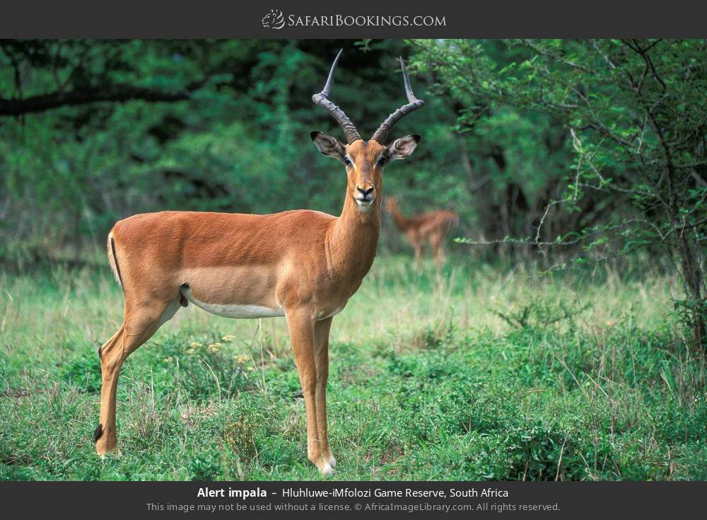 Alert impala in Hluhluwe-iMfolozi Game Reserve, South Africa