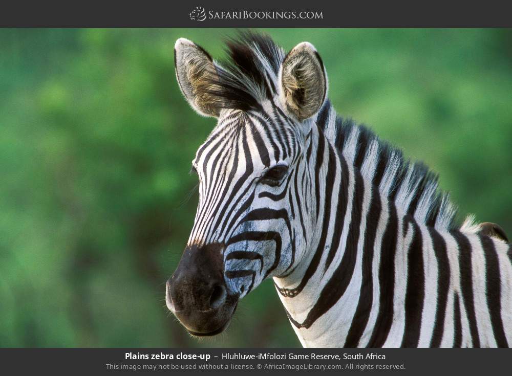 Plains zebra close-up in Hluhluwe-iMfolozi Game Reserve, South Africa