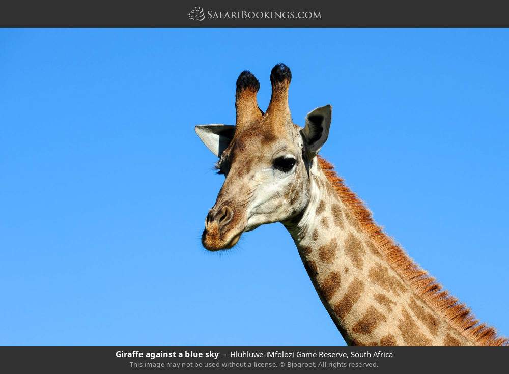 Giraffe against a blue sky in Hluhluwe-iMfolozi Game Reserve, South Africa