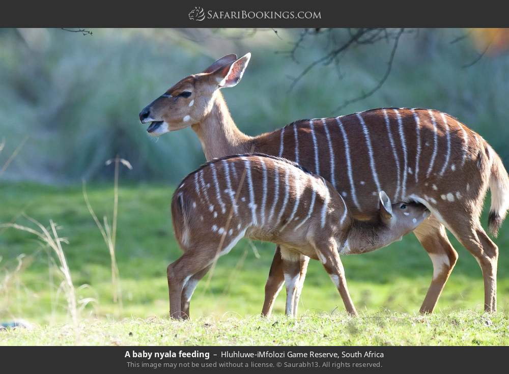 A baby nyala feeding in Hluhluwe-iMfolozi Game Reserve, South Africa