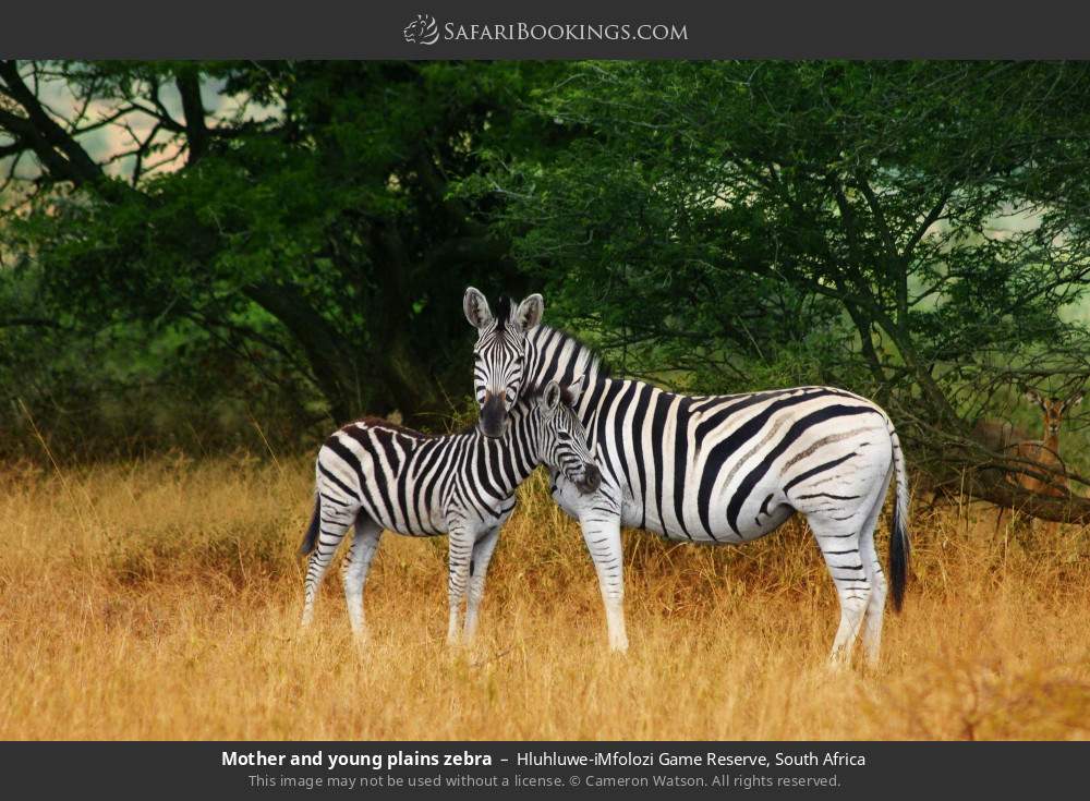 Mother and young plains zebra in Hluhluwe-iMfolozi Game Reserve, South Africa