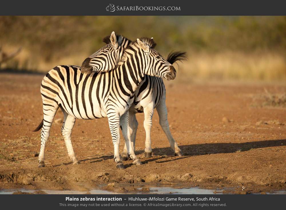 Plains zebras interaction in Hluhluwe-iMfolozi Game Reserve, South Africa