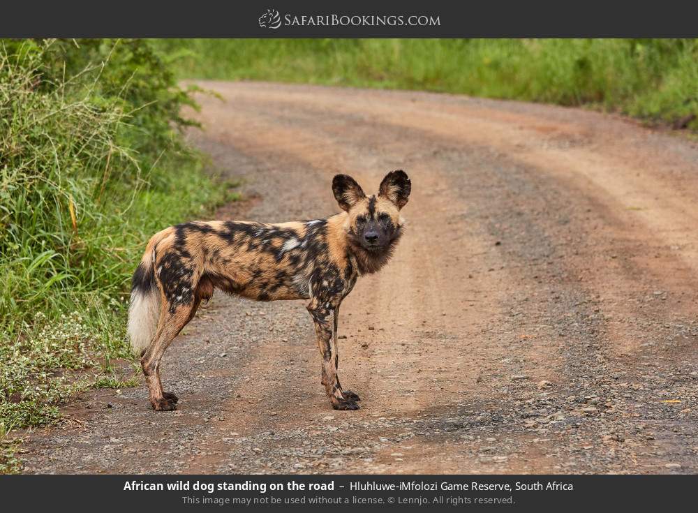 African wild dog standing on the road in Hluhluwe-iMfolozi Game Reserve, South Africa
