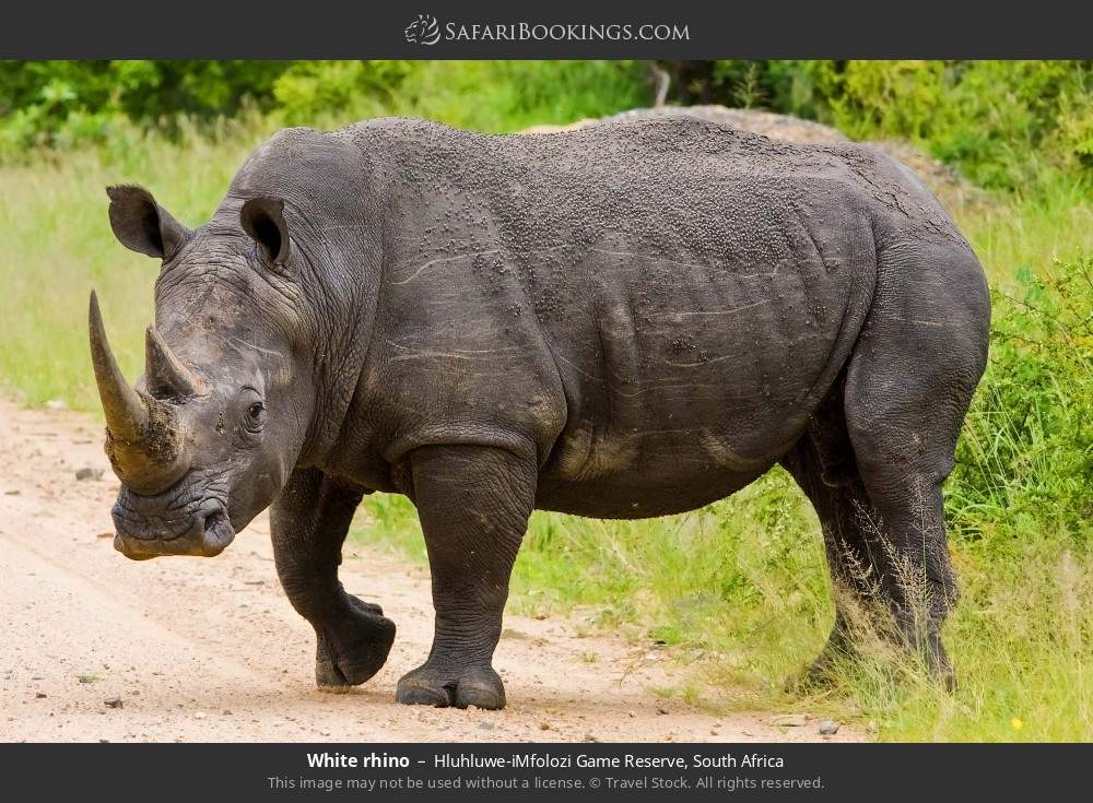 White rhino in Hluhluwe-iMfolozi Game Reserve, South Africa