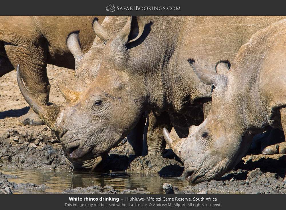 White rhinos drinking in Hluhluwe-iMfolozi Game Reserve, South Africa
