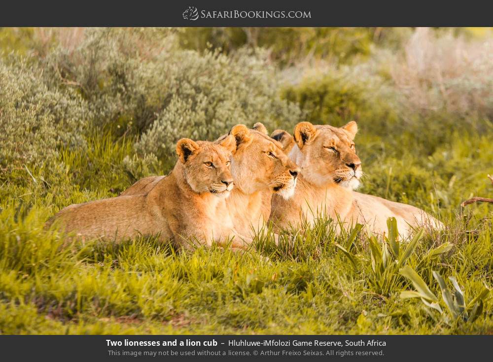 Two lionesses and a lion cub in Hluhluwe-iMfolozi Game Reserve, South Africa