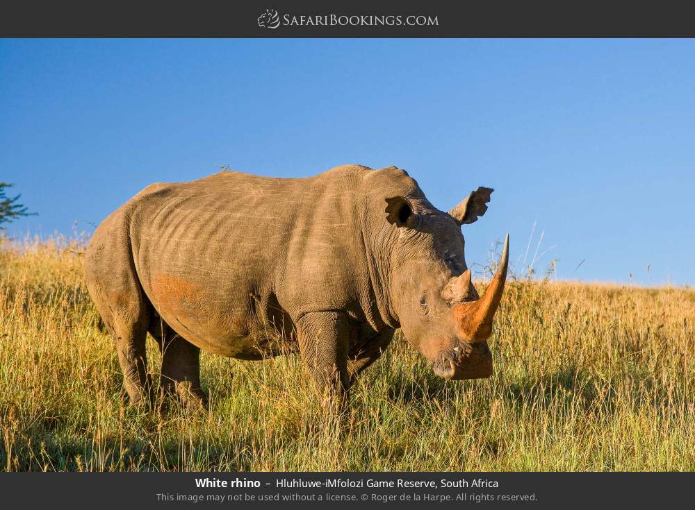 White rhino in Hluhluwe-iMfolozi Game Reserve, South Africa