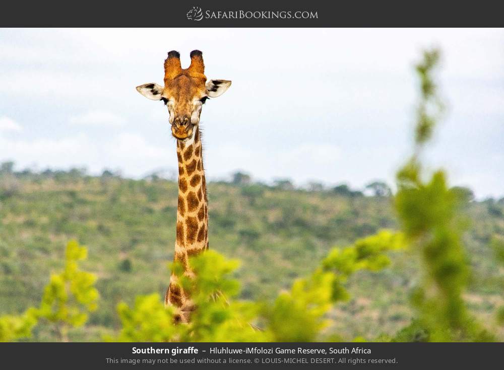 Southern giraffe in Hluhluwe-iMfolozi Game Reserve, South Africa