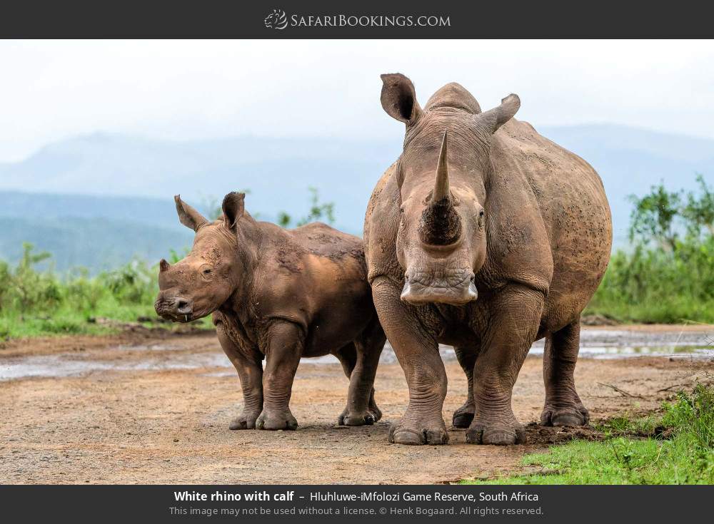 White rhino with calf in Hluhluwe-iMfolozi Game Reserve, South Africa
