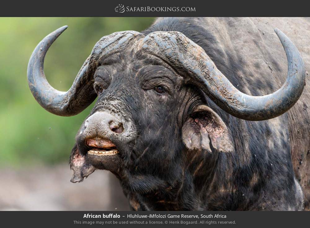 African buffalo in Hluhluwe-iMfolozi Game Reserve, South Africa