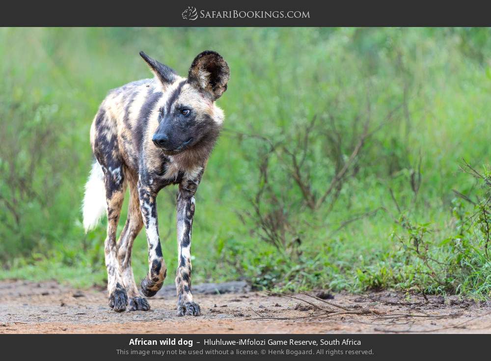 African wild dog in Hluhluwe-iMfolozi Game Reserve, South Africa