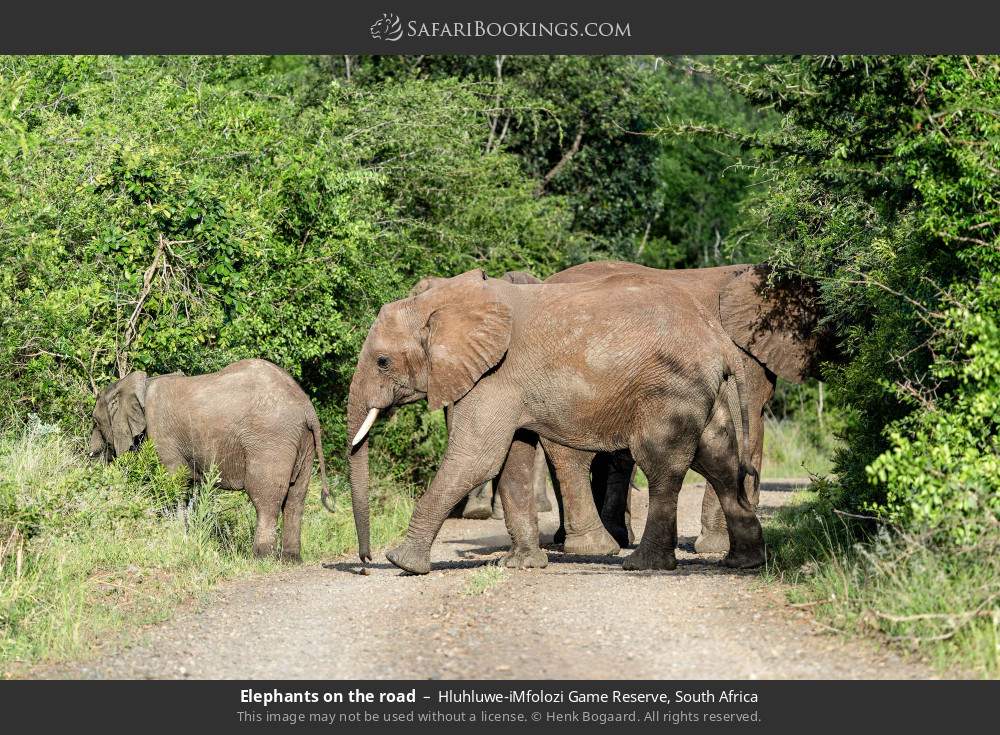 Elephants on the road in Hluhluwe-iMfolozi Game Reserve, South Africa