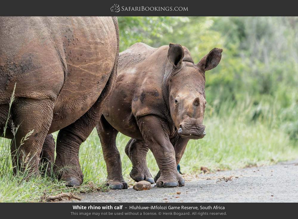 White rhino with calf in Hluhluwe-iMfolozi Game Reserve, South Africa