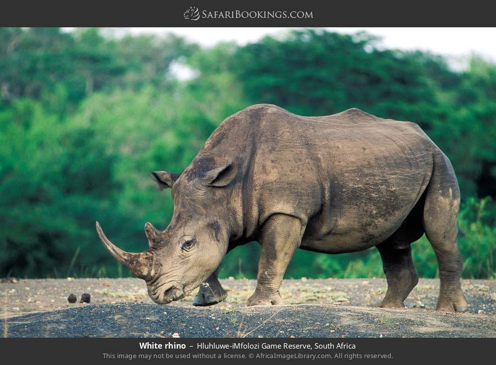 White rhino in Hluhluwe-iMfolozi Park, South Africa