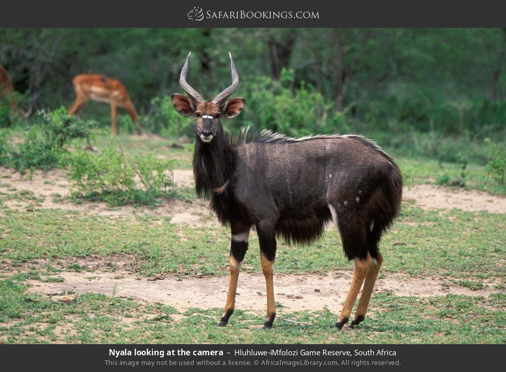 Nyala looking at the camera in Hluhluwe-iMfolozi Park, South Africa