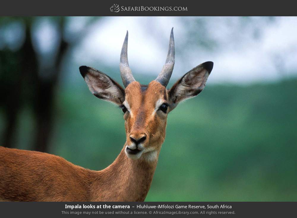 Impala looking at the camera in Hluhluwe-iMfolozi Park, South Africa