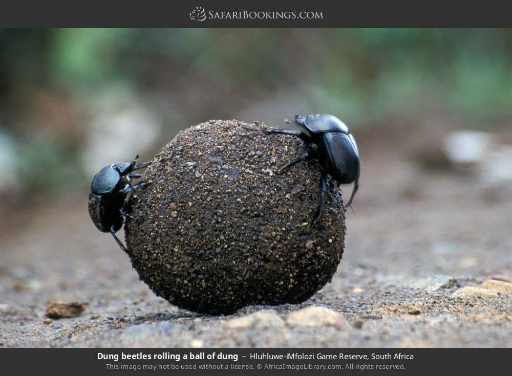Dung beetles rolling a ball of dung in Hluhluwe-iMfolozi Park, South Africa