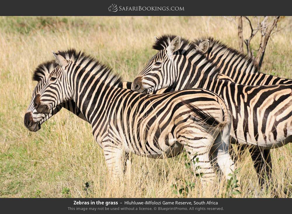 Zebras in the grass in Hluhluwe-iMfolozi Park, South Africa