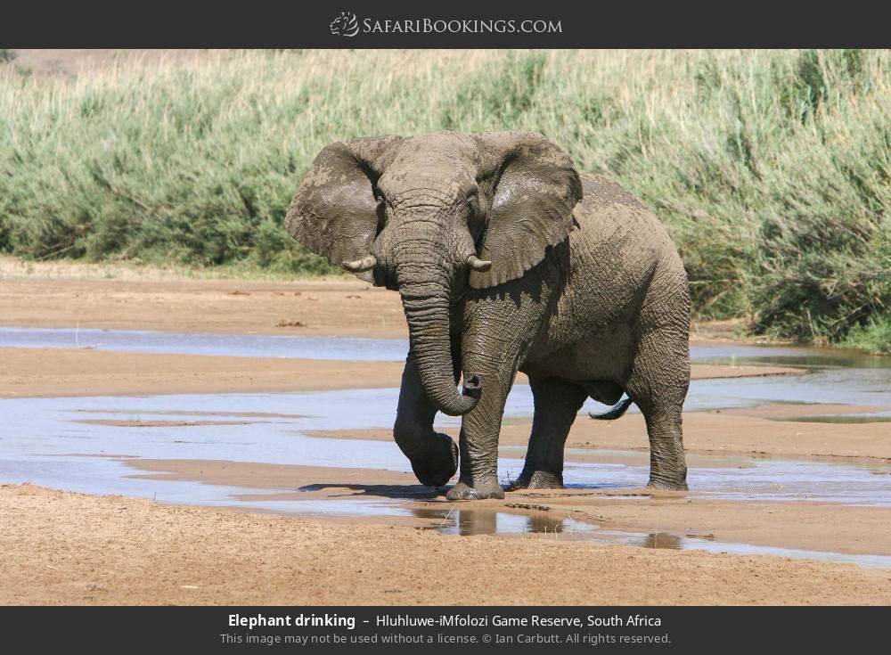 Elephant drinking in Hluhluwe-iMfolozi Park, South Africa