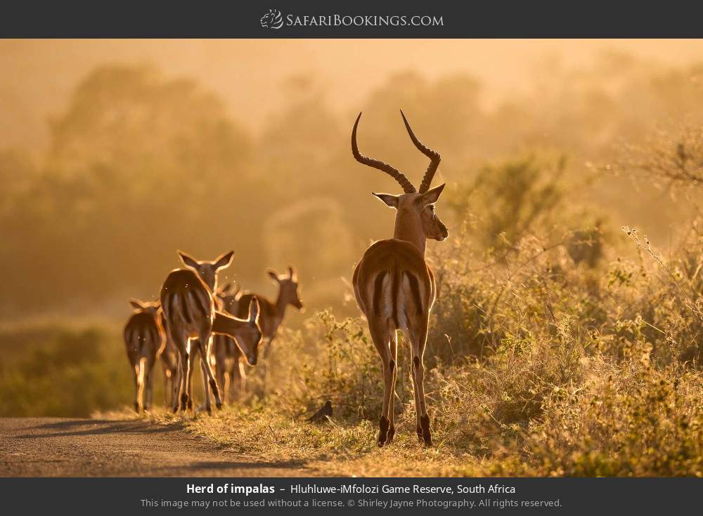 Herd of impalas in Hluhluwe-iMfolozi Park, South Africa