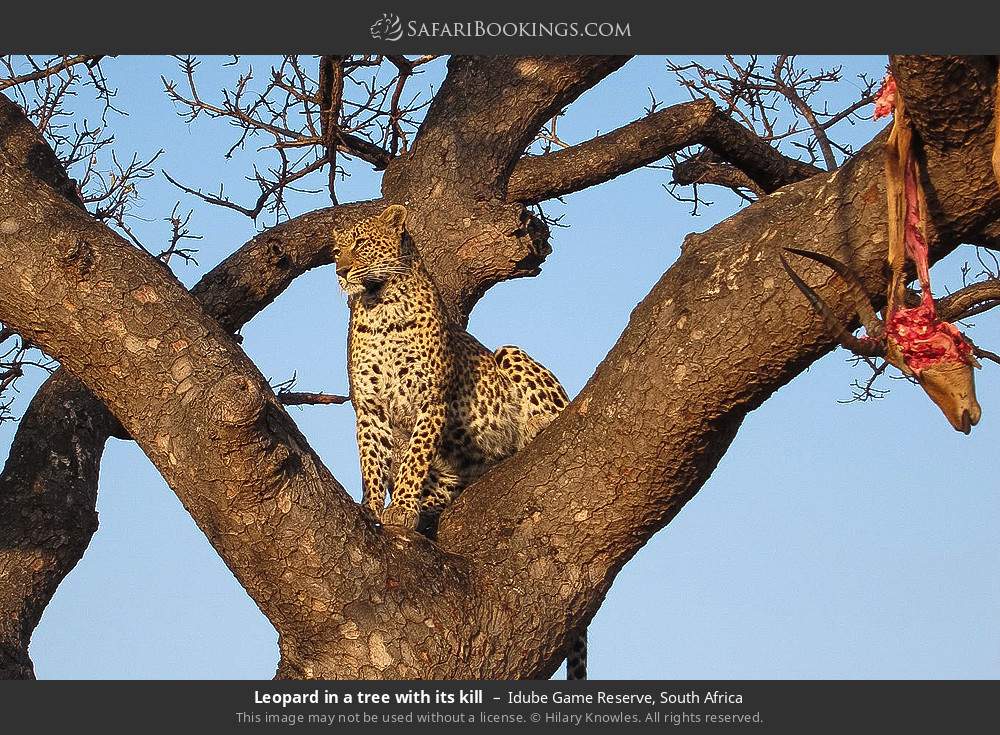 Leopard in a tree with its kill in Idube Game Reserve, South Africa