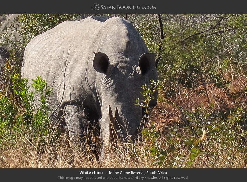 White rhino in Idube Game Reserve, South Africa