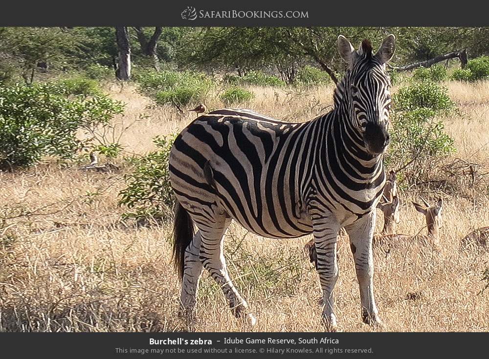 Plains zebra in Idube Game Reserve, South Africa