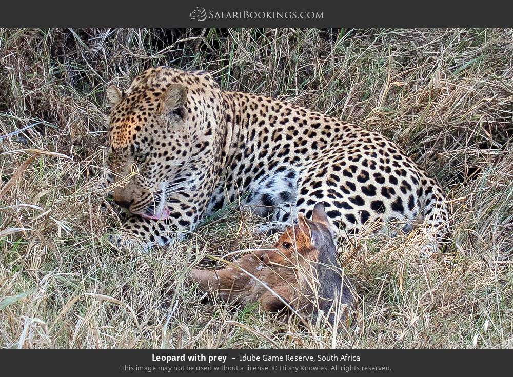 Leopard with prey in Idube Game Reserve, South Africa