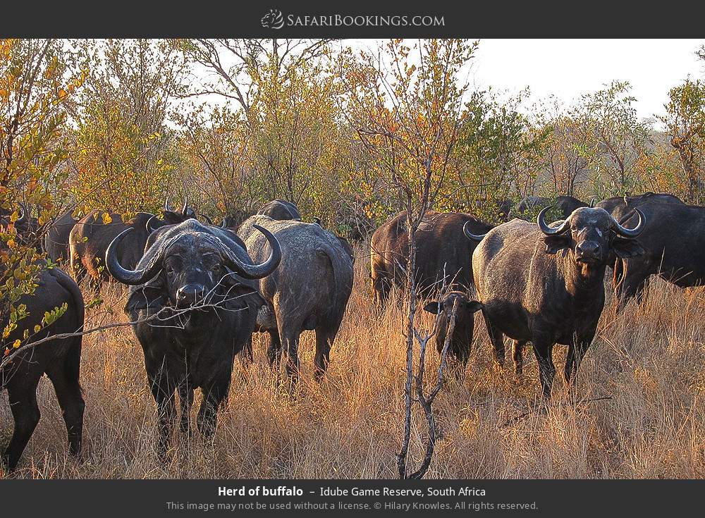 Herd of buffalo in Idube Game Reserve, South Africa