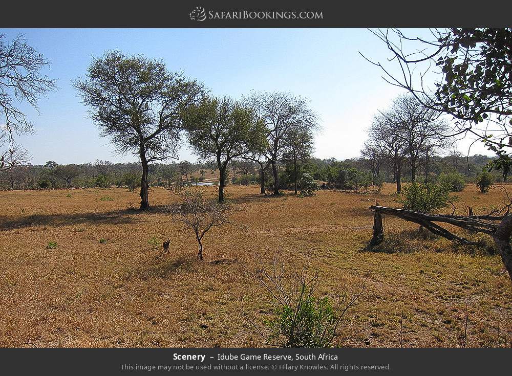 Scenery in Idube Game Reserve, South Africa