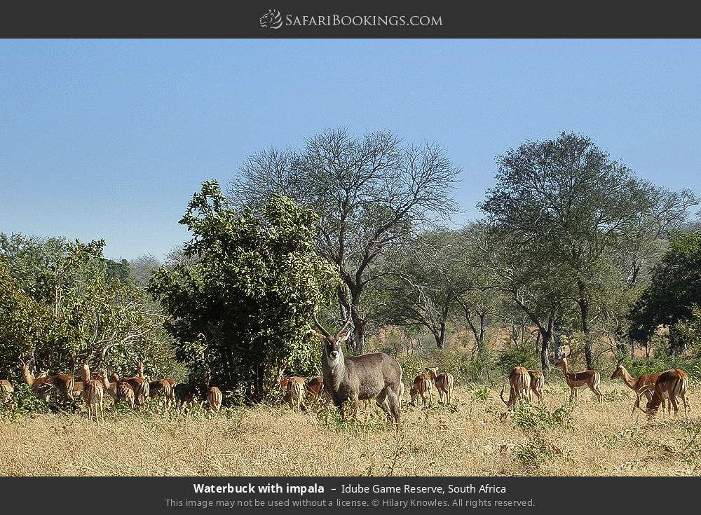 Waterbuck with impala in Idube Game Reserve, South Africa
