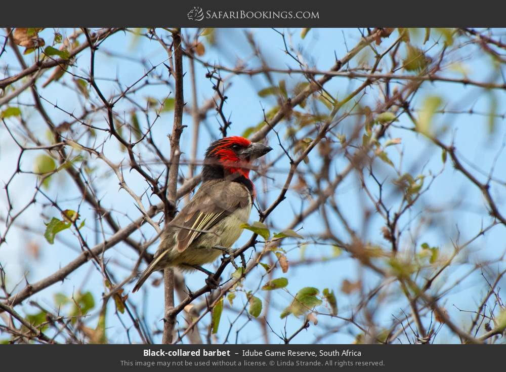 Black-collared barbet in Idube Game Reserve, South Africa