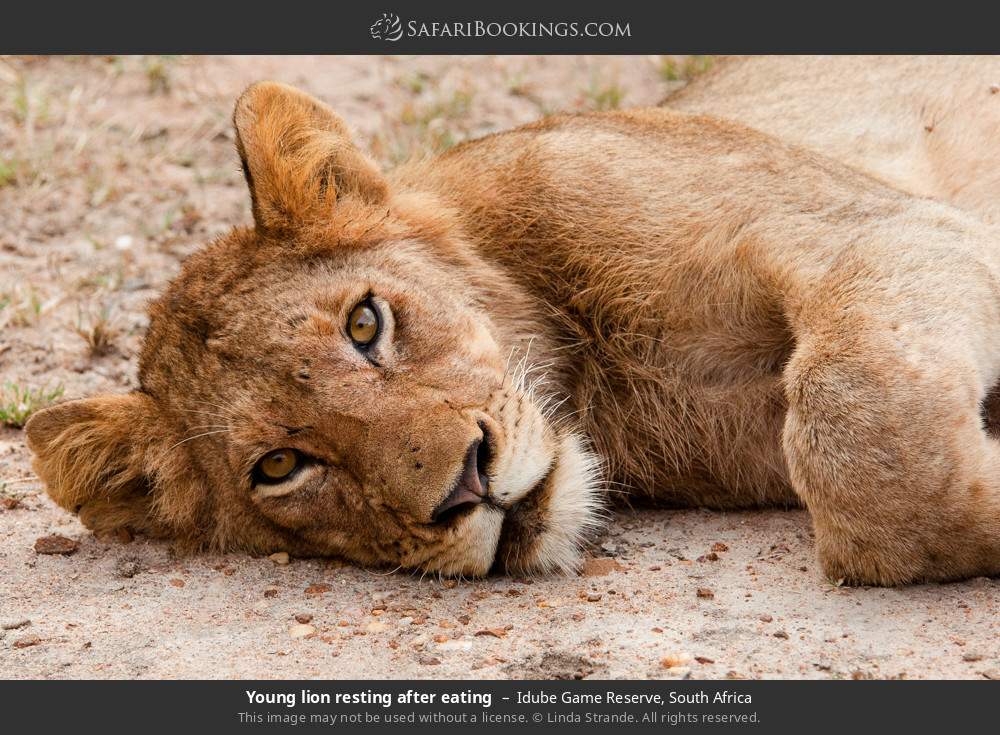 Young lion resting after eating in Idube Game Reserve, South Africa