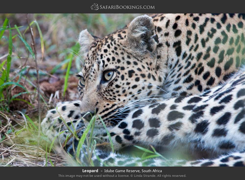 Leopard in Idube Game Reserve, South Africa