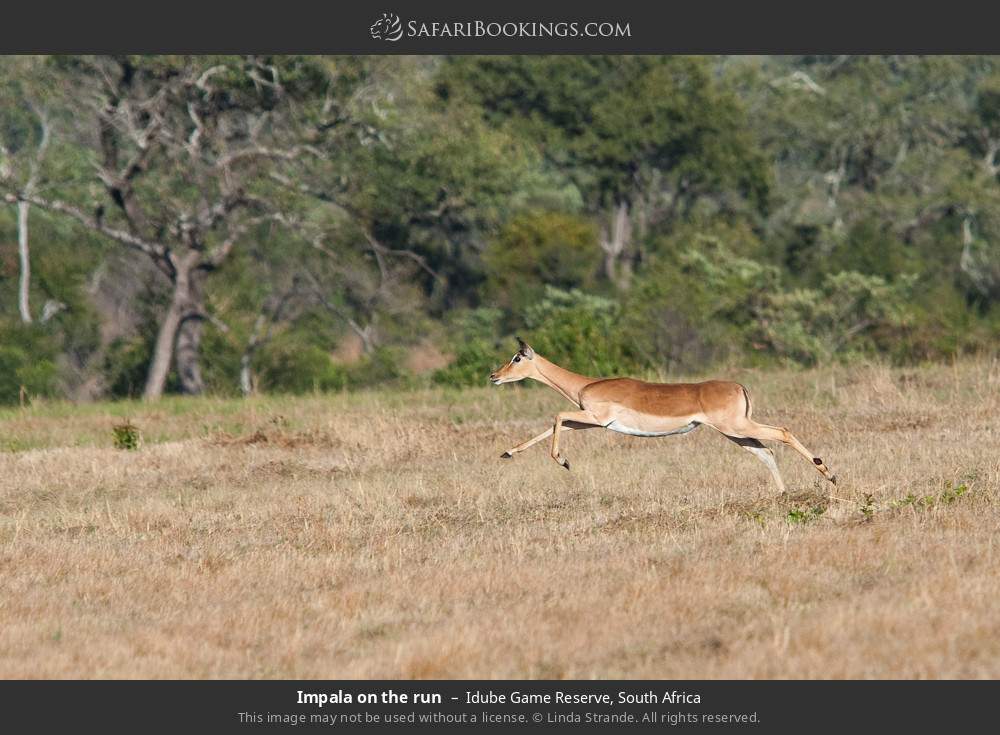 Impala on the run in Idube Game Reserve, South Africa