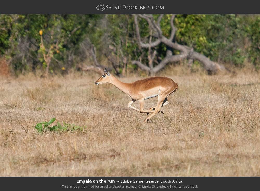 Impala on the run in Idube Game Reserve, South Africa