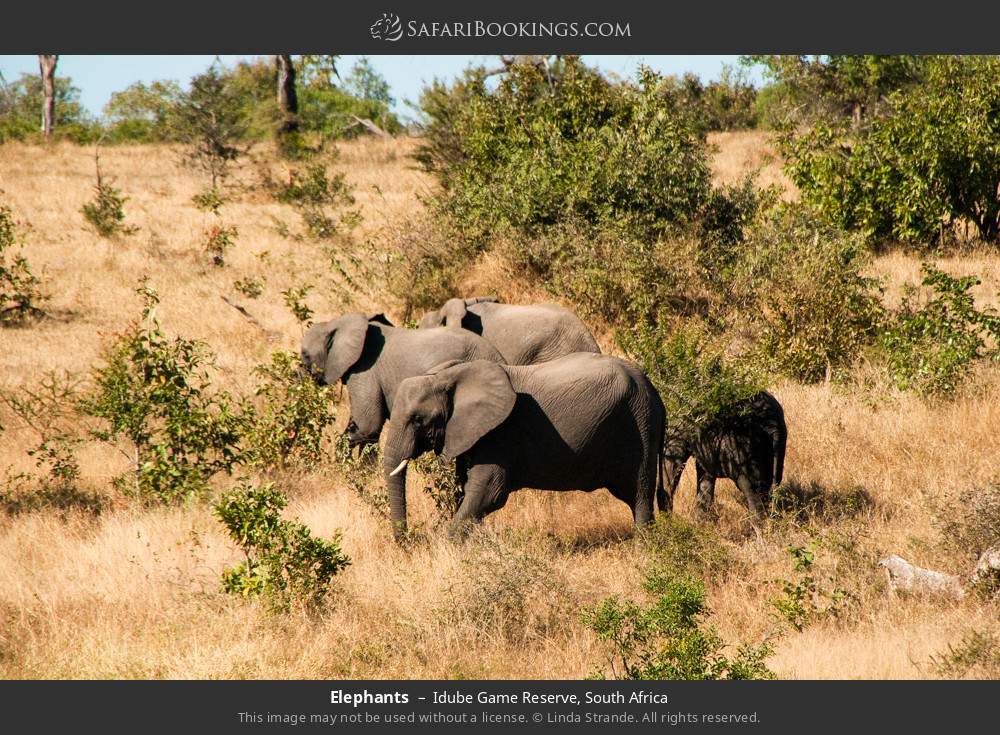 Elephants in Idube Game Reserve, South Africa