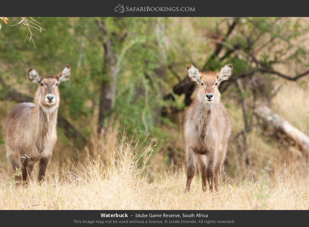 Waterbuck in Idube Game Reserve, South Africa