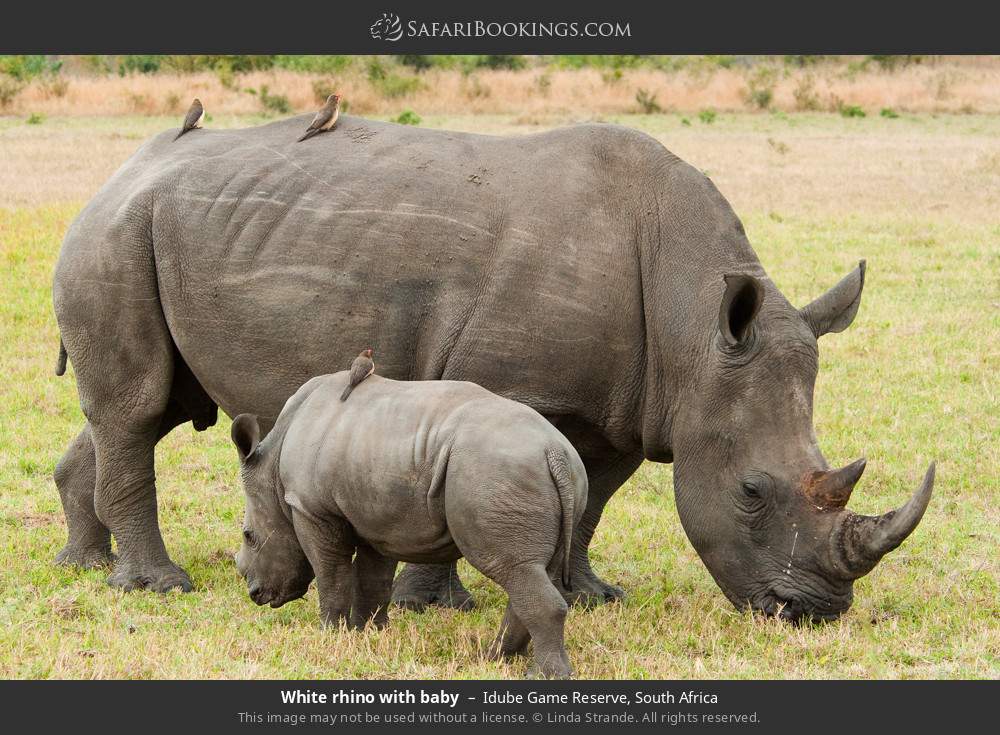 White rhino with baby in Idube Game Reserve, South Africa