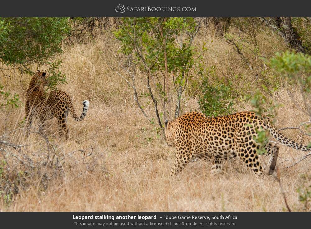 Leopard stalking another leopard in Idube Game Reserve, South Africa
